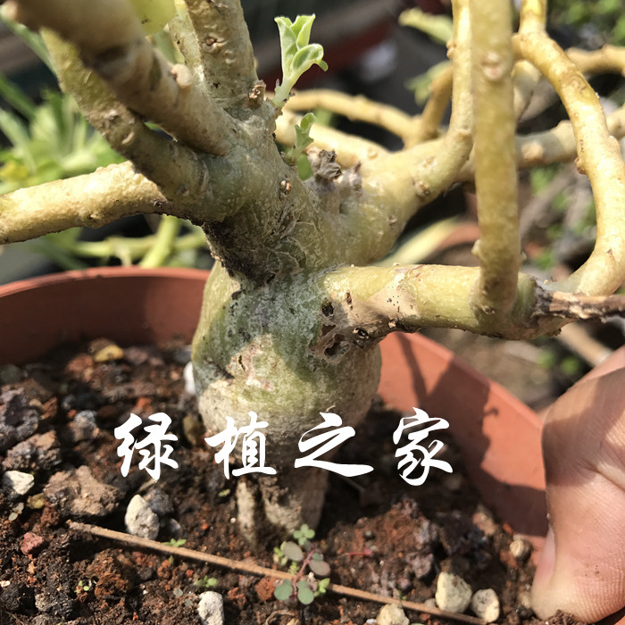 多肉植物  庭院植物  小盆栽   块根  黄花古城种子  随机发货