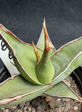 虎皮兰步行者Sansevieria. pinguicula nana阳台客厅包邮一物一拍