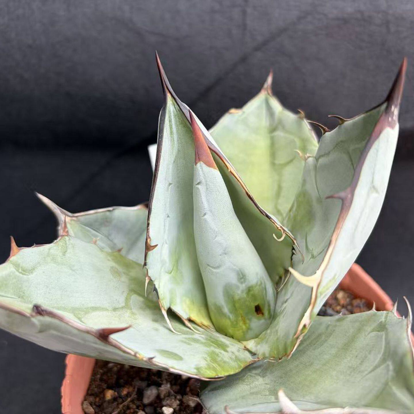 园艺绿植龙舌兰沙生植物仁王冠蓝冰包邮阳台客厅庭院露养一物一拍