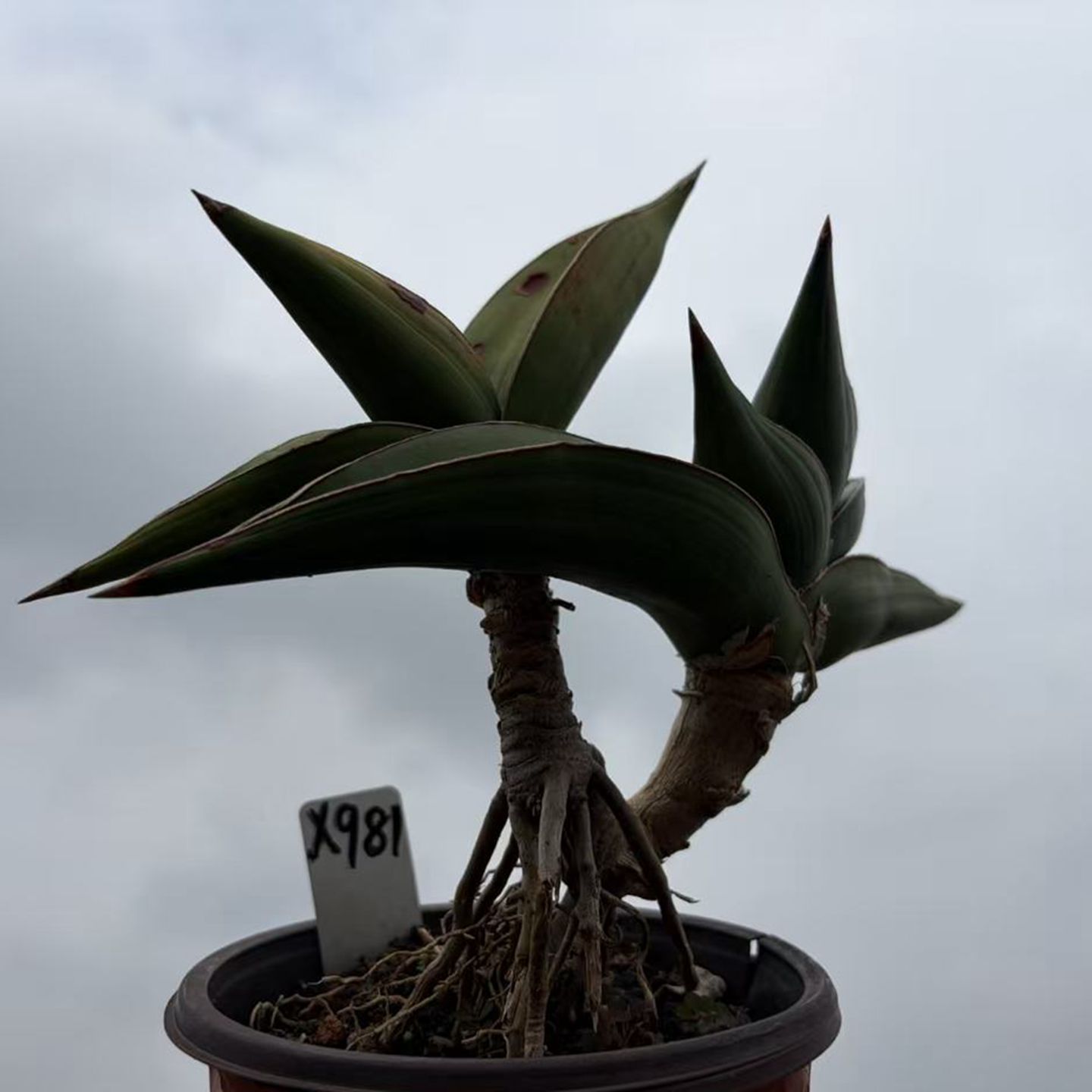 园艺绿植盆栽虎皮兰植物玫瑰武士双头老桩阳台办公室包邮一物一拍