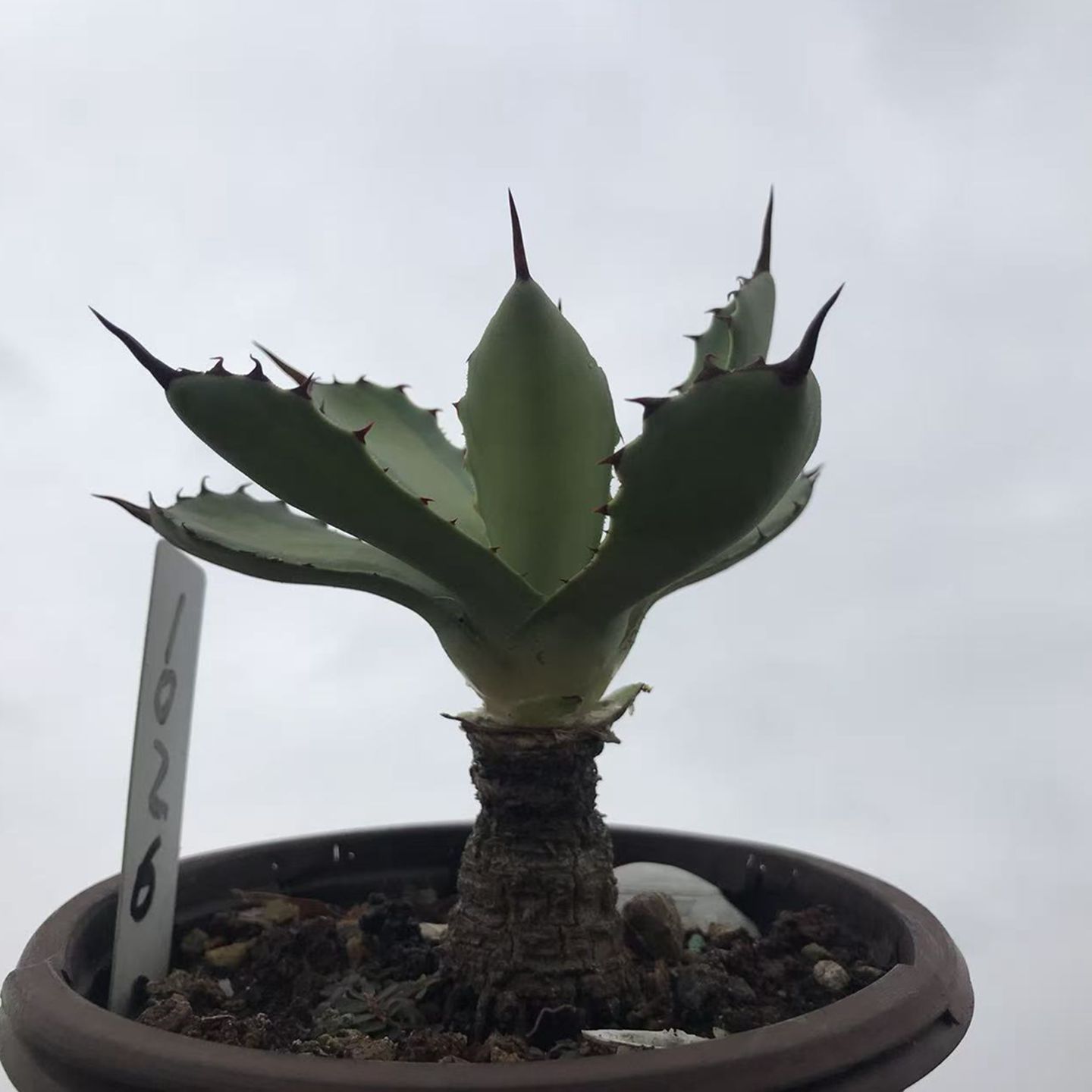 沙生龙舌兰植物吉祥冠浅中斑老桩