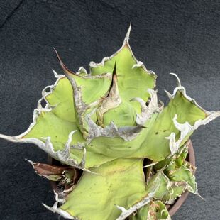 园艺绿植盆栽沙生龙舌兰植物仁王冠凯撒包邮阳台庭院露养一物一拍