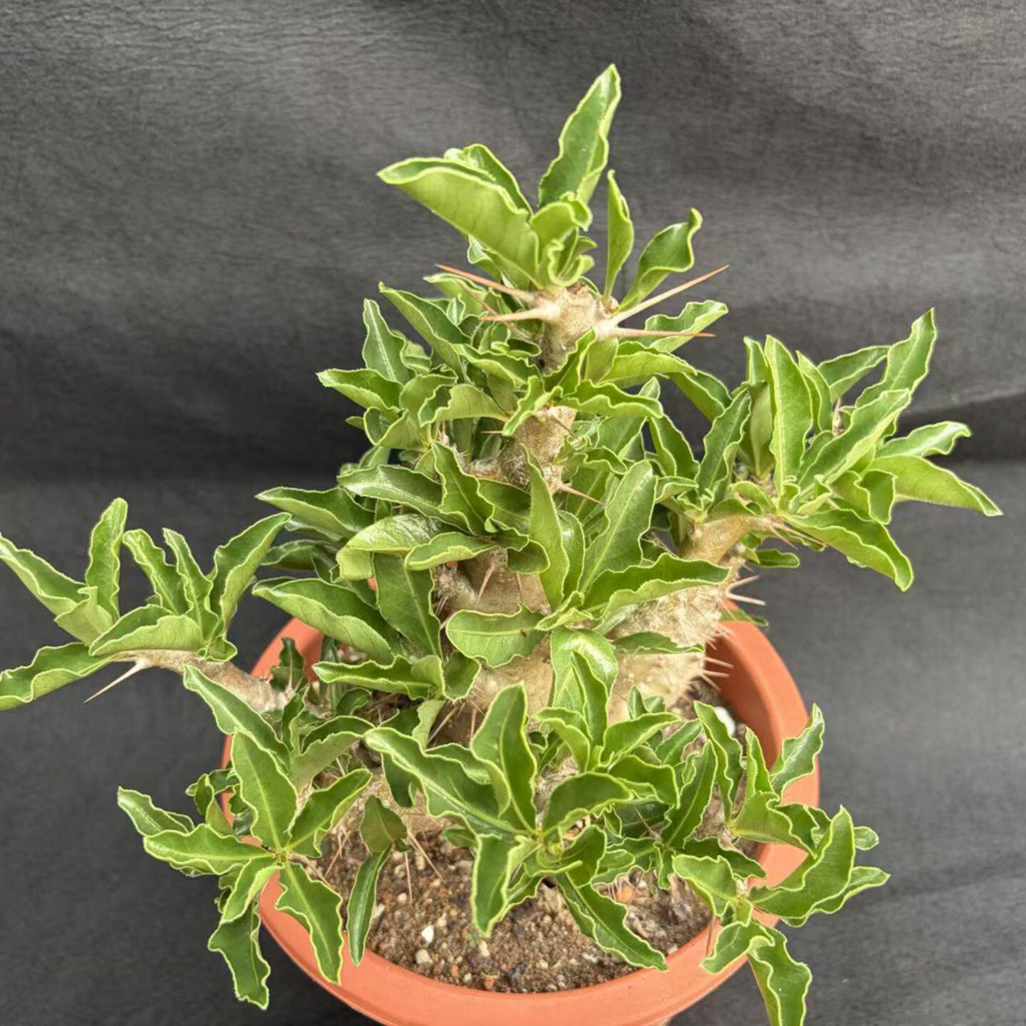 夹竹桃科棒槌树属Pachypodium saundersii白花白马城实生多头包邮