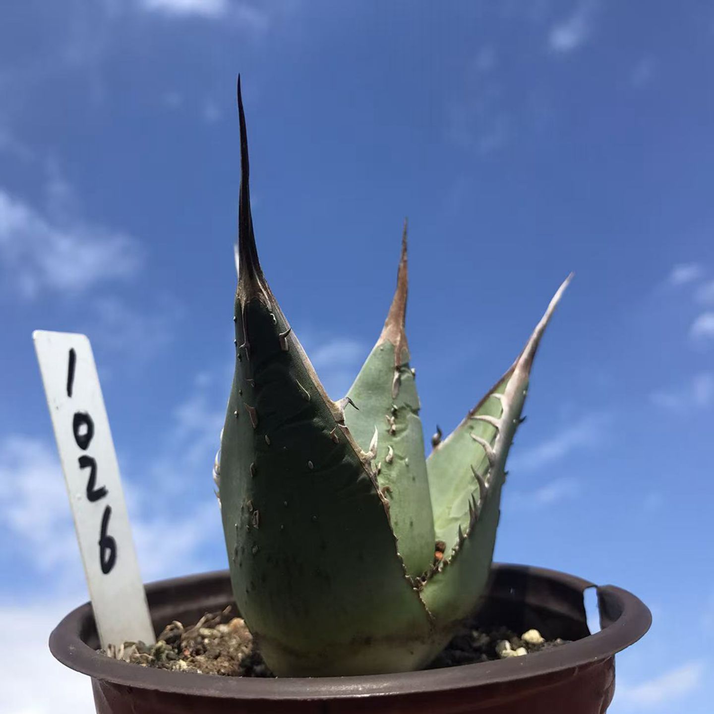 龙舌兰植物强刺背刺帝释天办公室