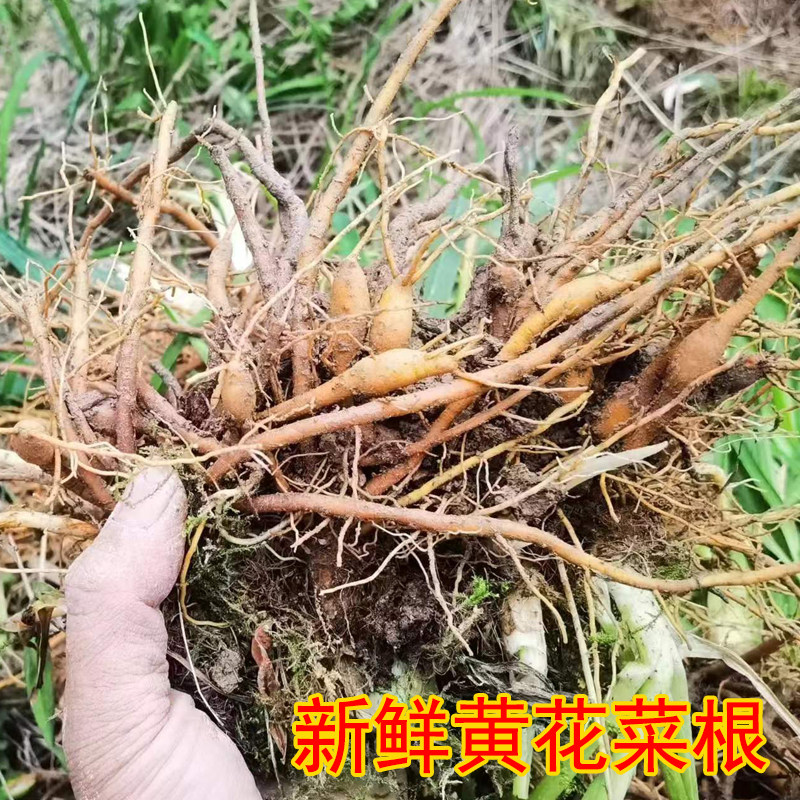 黄花菜根新鲜干货金针图片