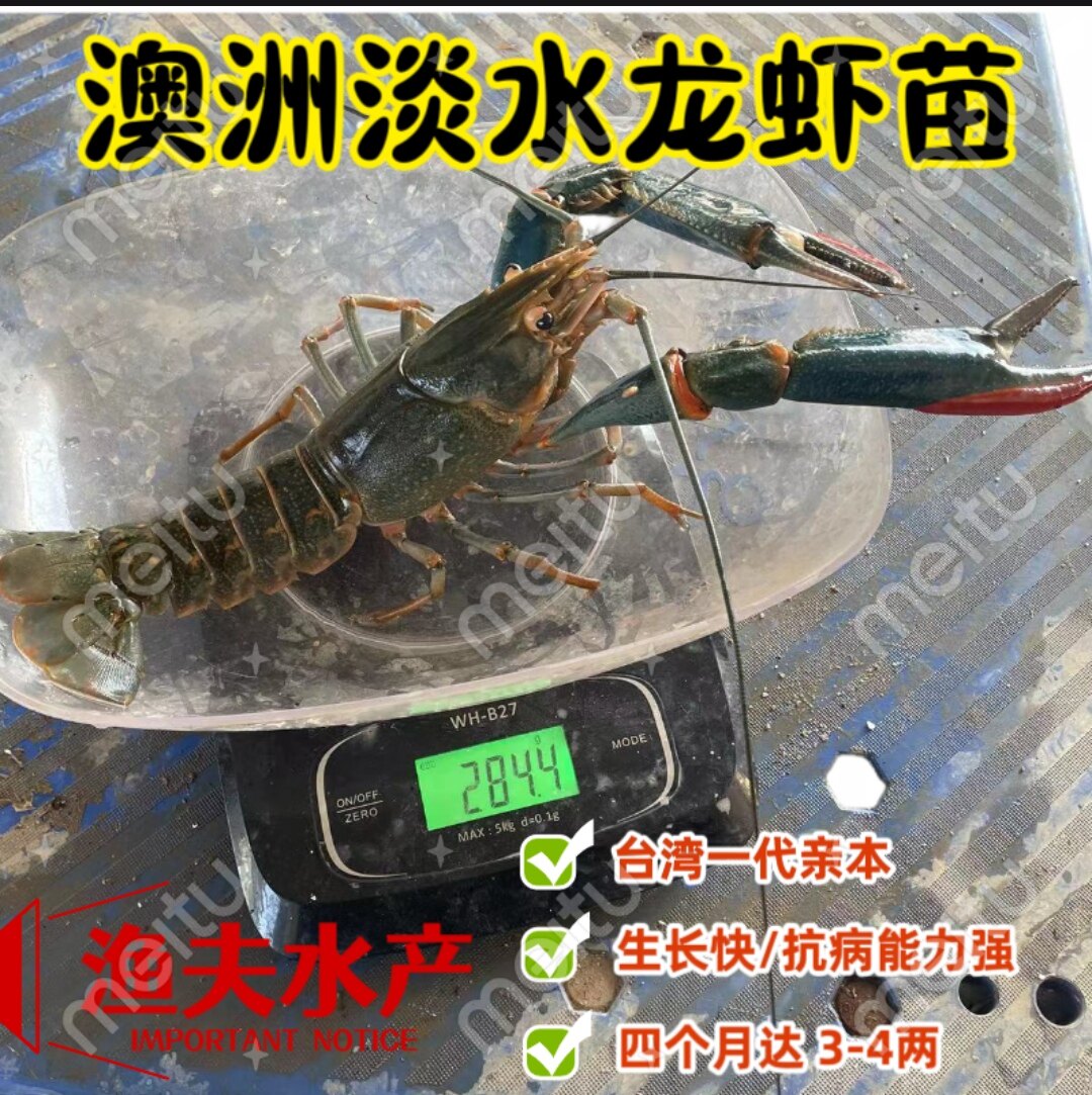 澳洲淡水龙虾苗活体食用澳洲小龙虾大型鱼缸宠物观赏蓝色澳龙虾苗