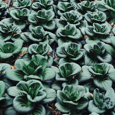 杂交苏矮脚青种子耐寒黑叶苏州青油菜种籽四季蔬菜种孑小青菜原装