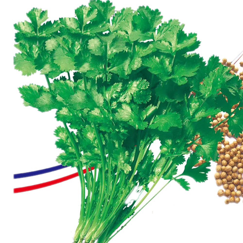 蔬菜四季耐抽苔进口种籽孑香菜
