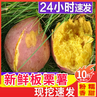 茂名新鲜现挖黄心红薯 黄肉板栗鸡蛋黄番薯 粉糯山芋栗子地瓜