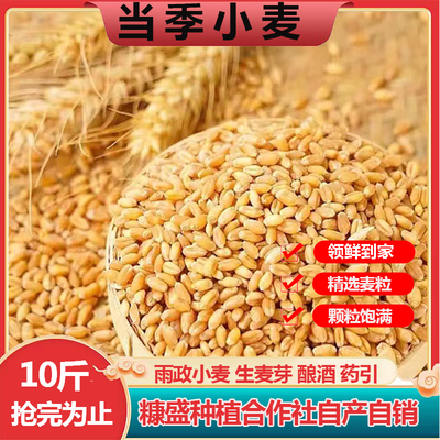 雨政当季新带皮小麦粒食用磨面药引麦芽糖发麦苗小麦种子榨汁猫草