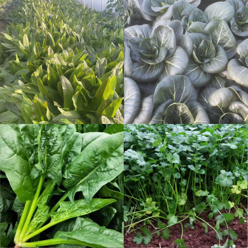 新鲜采摘香菜 菠菜 苏州青 莴笋苗混合5斤装 现挖先发当季新鲜,水产肉类/新鲜蔬果/熟食,叶菜类,淘宝优惠券,粉丝福利购,淘宝优惠卷