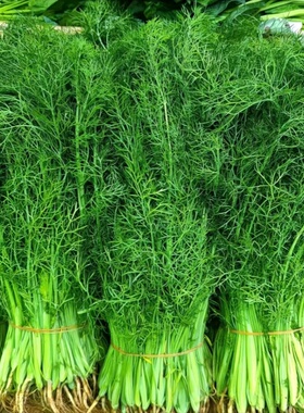 新鲜茴香带根当季蔬菜新鲜采摘小茴香