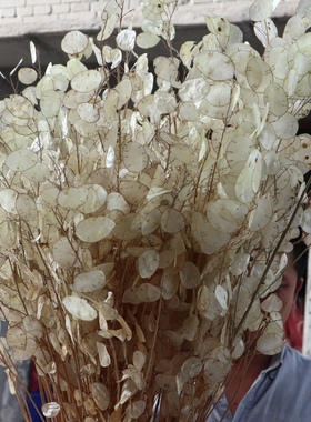 天然银扇叶薄如蝉翼轻盈飘逸婚礼造景手捧花艺