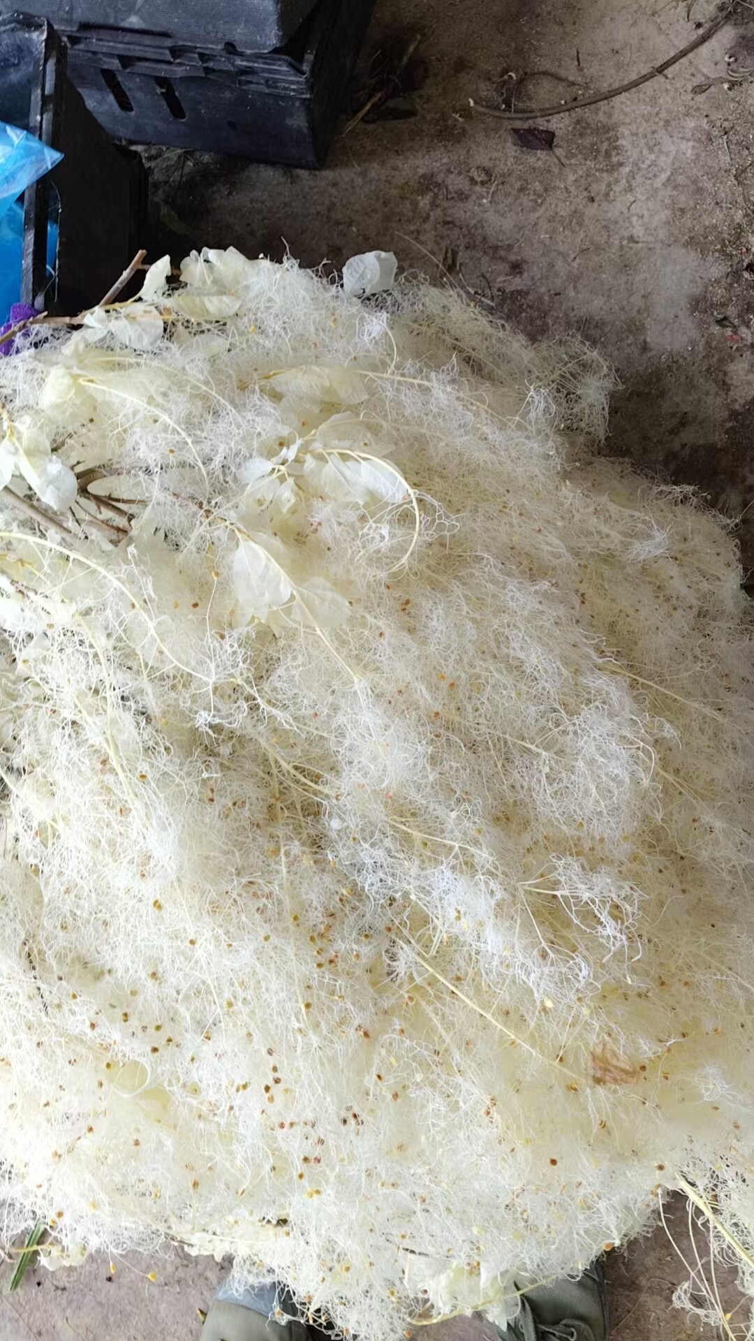 雾中情人永生花干花烟花树黄栌装饰婚礼布置家居软装花材朦胧花材