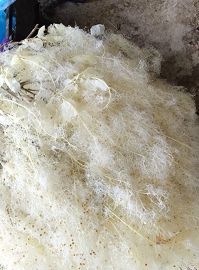 雾中情人永生花干花烟花树黄栌装饰婚礼布置家居软装花材朦胧花材