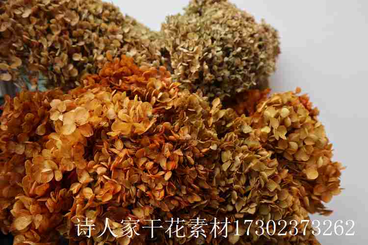 干花绣球八仙花圆形保鲜植物果实婚礼花艺造景材料