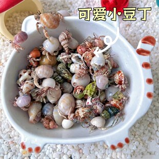 陆生寄居蟹活体宠物蟹新手活物蟹紫陆灰白深紫观赏蟹懒人宠物