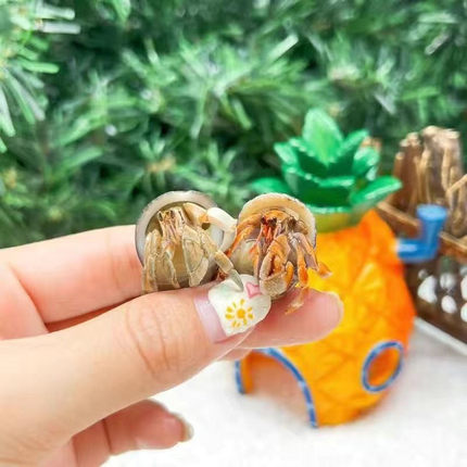 陆生寄居蟹活物宠物淡网红萌宠宿舍宠物高颜值小宠可爱好养活