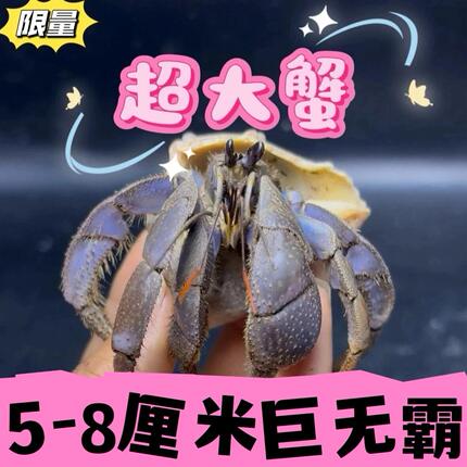 寄居蟹观赏虾蟹陆生灰白深紫观赏 陆生可爱便宜鲜活批发宠物摆摊