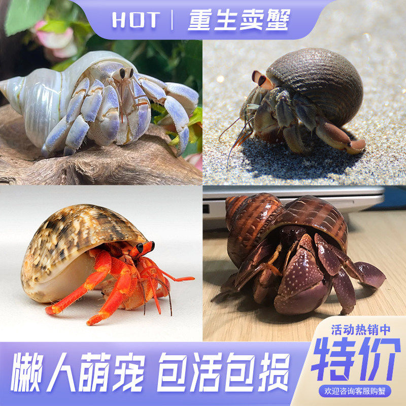 陆生寄居蟹宠物活物 陆生萌宠小动物活的观赏蟹网红萌宠宿舍宠物