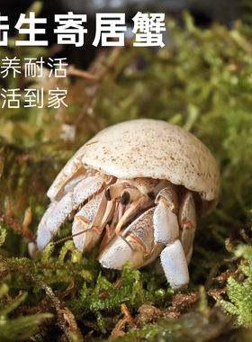 陆生寄居蟹活体新手懒人宠物