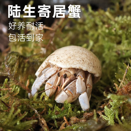 陆生寄居蟹活体宠物蟹新手活物蟹紫陆灰白深紫观赏蟹懒人宠物