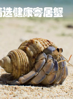 陆生寄居蟹活体网红萌宠