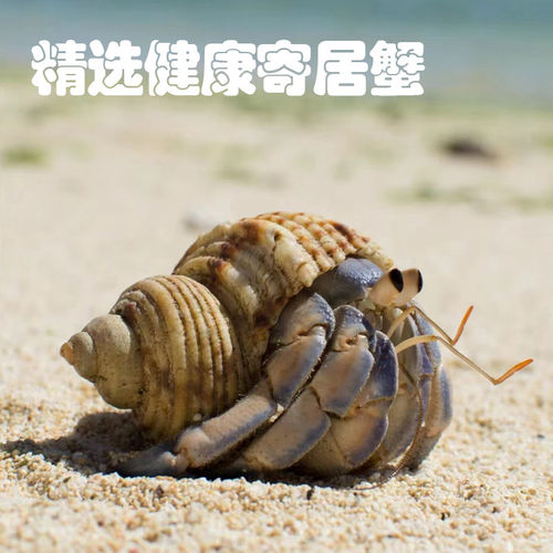 陆生寄居蟹活体网红萌宠
