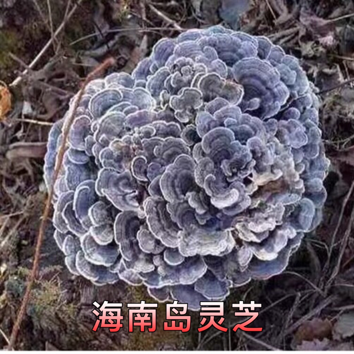 海南野生云芝250g正品野生整枝深山野生杂色云芝片蘑野生灵芝林芝