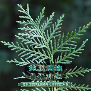 侧柏叶正品秦岭野生现采新鲜侧柏叶阴干侧柏叶粉洗头生发乌发防脱