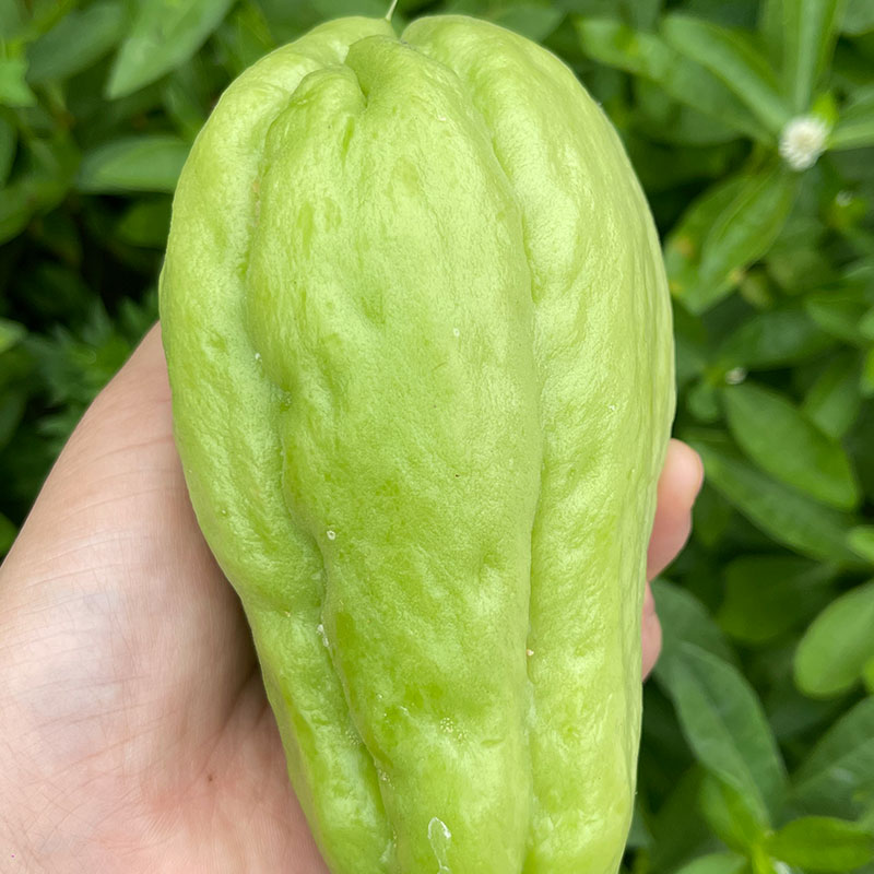 7天内发货】太朴有机会新鲜佛手瓜现摘脆嫩爽口农家自种蔬菜