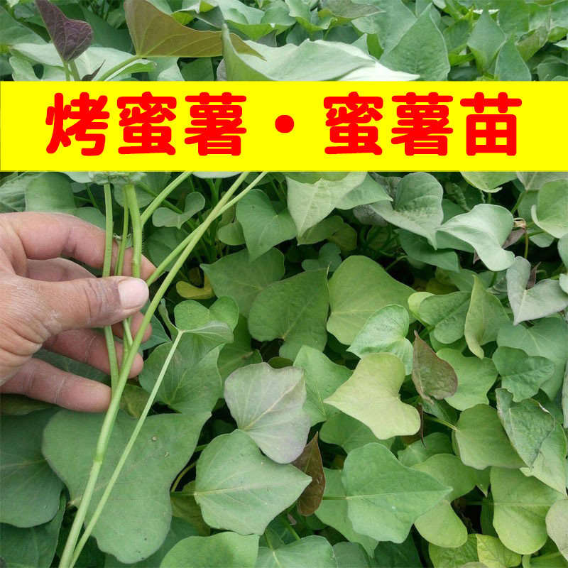 红薯苗秧苗流油蜜薯苗高产红皮红心地瓜苗脱毒山芋苗农科院品种苗