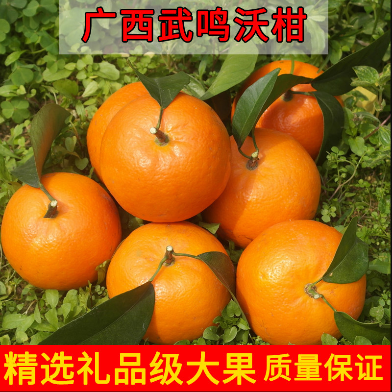 正宗广西武鸣沃柑新鲜一级大果纯甜富硒多汁整箱10斤当季水果橘子,水产肉类/新鲜蔬果/熟食,桔子,淘宝优惠券,粉丝福利购,淘宝优惠卷