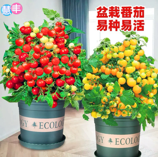 盆栽小番茄种子矮生珍珠小西红柿多彩小番茄水果蔬菜种籽阳台庭院