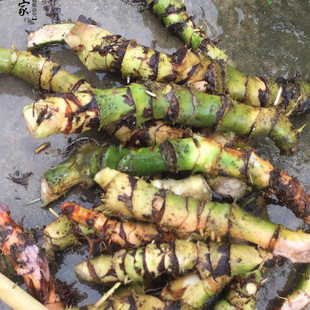 现挖纯正野生天河芋水刺芋 簕芋藕 勒慈茹 水勒芋 秋冬滋润汤料