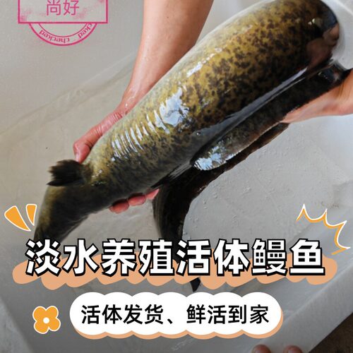 花鳗鱼鲈鳗鱼淡水新鲜鳗