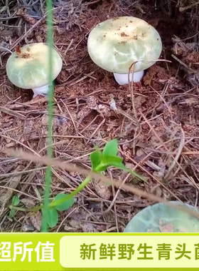 云南新鲜野生菌绿蘑菇青岗菌