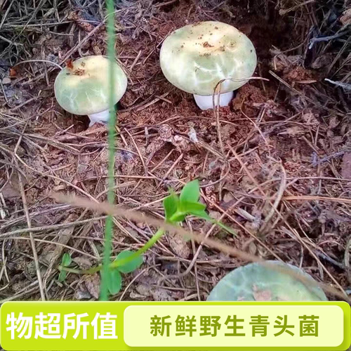 云南新鲜野生菌绿蘑菇青岗菌