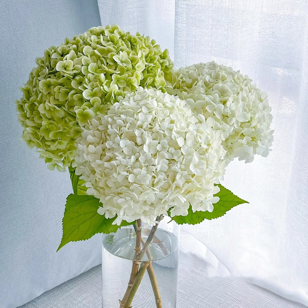 安娜绣球花鲜花【花头大】