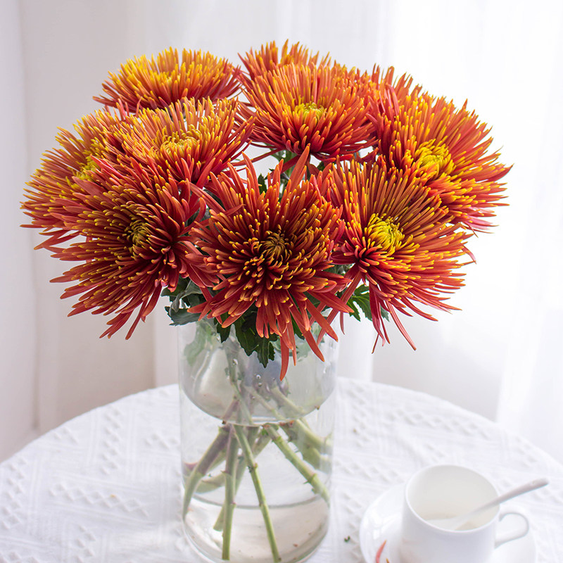 橙色烟花菊鲜花云南基地直发安娜菊鲜切花客厅水培菊花插花家用,鲜花速递/花卉仿真/绿植园艺,花材,淘宝优惠券,粉丝福利购,淘宝优惠卷