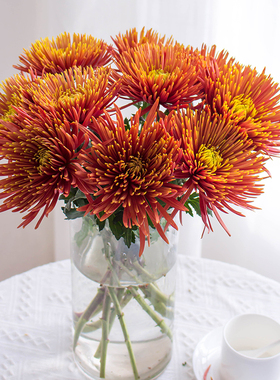 橙色烟花菊鲜花云南基地直发安娜菊鲜切花客厅水培菊花插花家用
