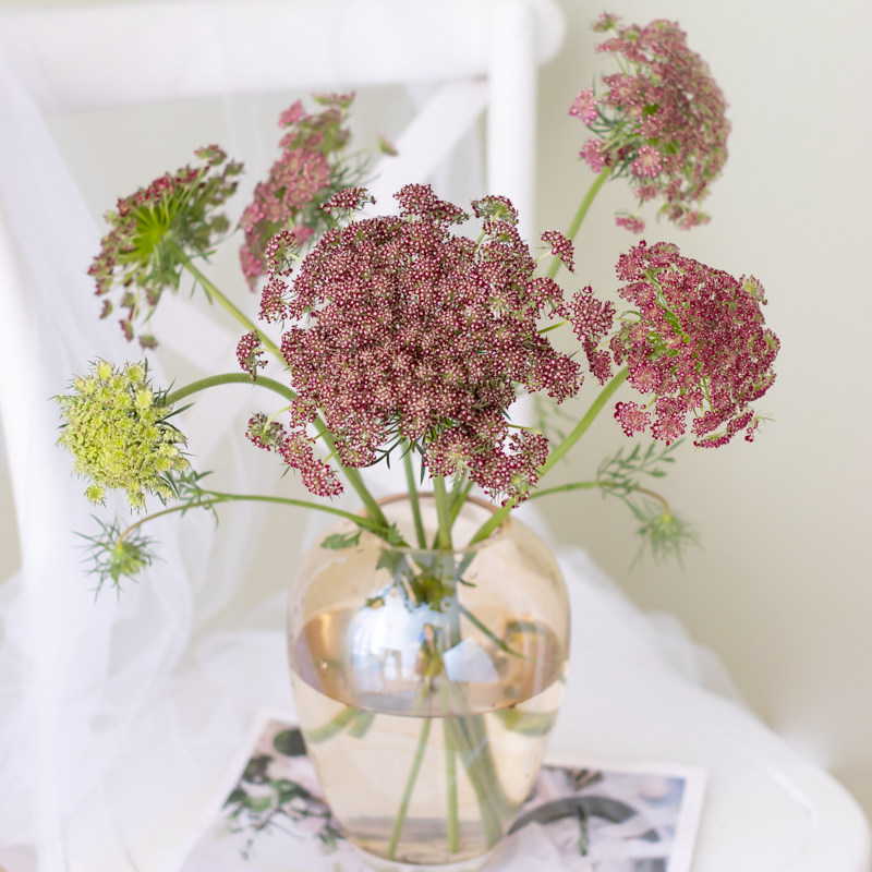 咖啡色蕾丝鲜切花插花办公室装饰纪念礼品生日鲜花顺丰水养瓶插花