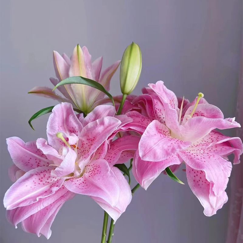 粉拉菲重瓣百合室内水养鲜切花