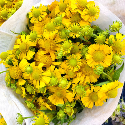 油画小菊黄色鲜花办公室家庭礼物