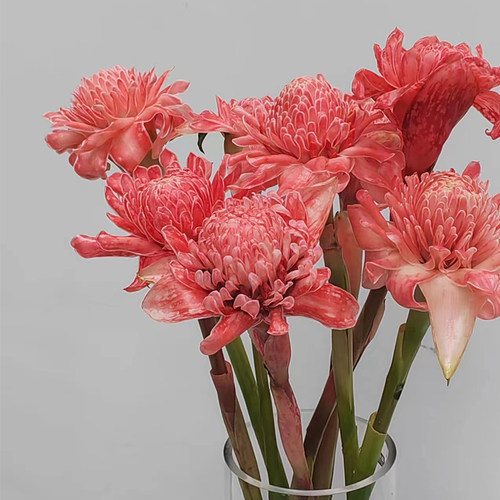 瓷玫瑰鲜花家用水养插花