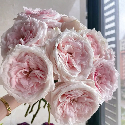 a级小粉兔玫瑰鲜花顺丰包邮