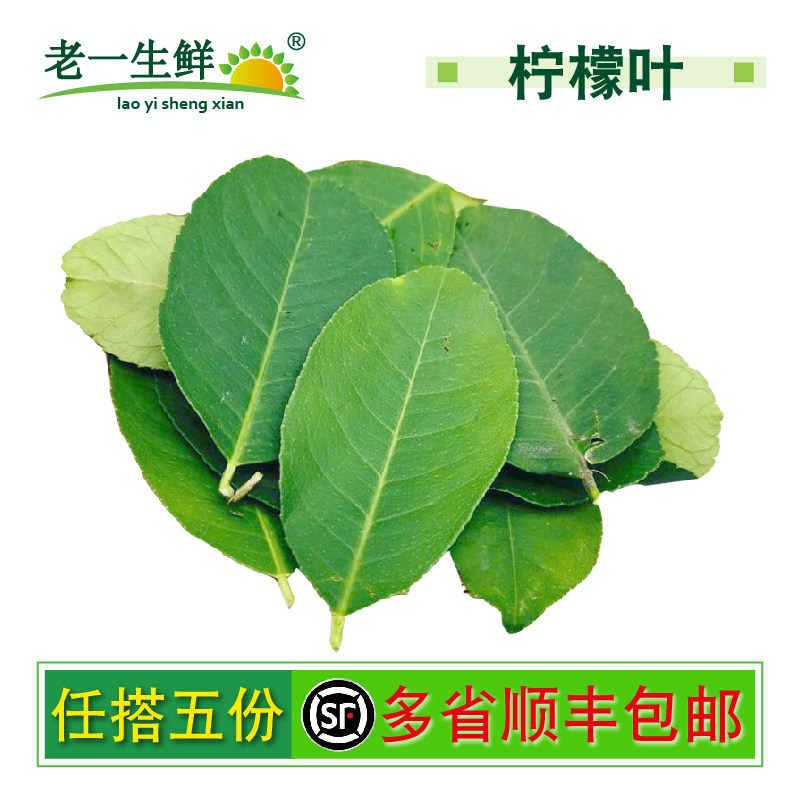新鲜去枝 柠檬叶纯叶片香料料理腌制烹饪调料冬阴功汤料