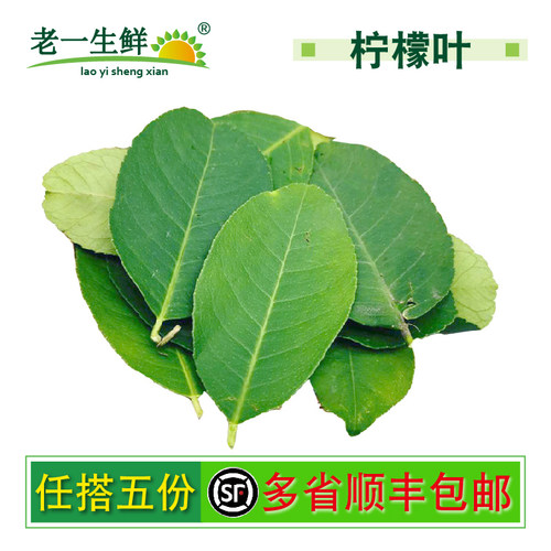 新鲜柠檬叶冬阴功柠檬叶老一生鲜
