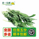 新鲜香料新鲜鼠尾草 老一生鲜 100g