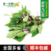 新鲜九层塔叶500g金不换三杯鸡冬阴功越南菜九层塔 老一生鲜